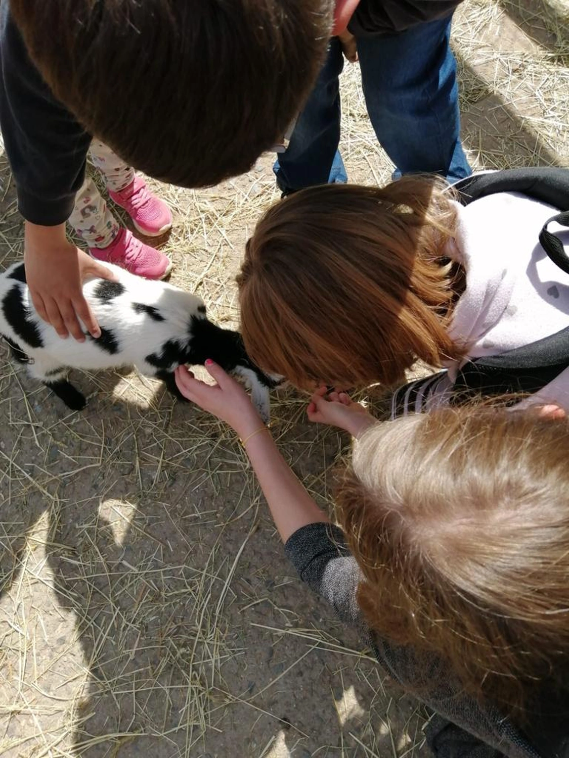 Kinder mit Haustieren Erziehungsförderverein e.V.