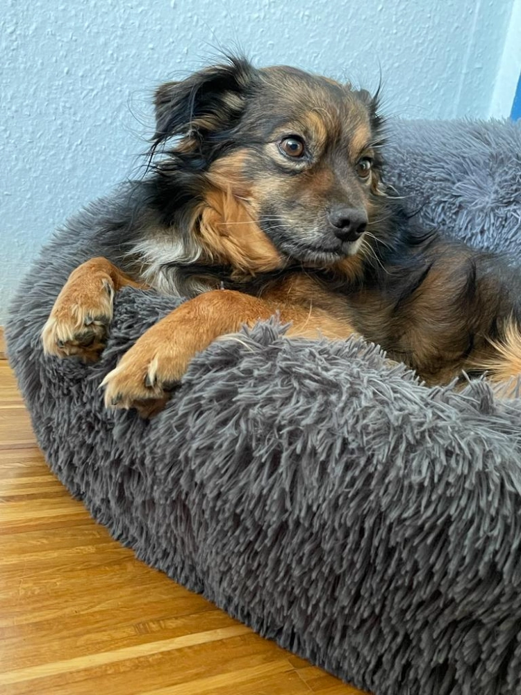 Herr Konrad